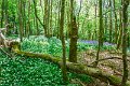 Bluebells and wild garlic in Rossmore Forest Park - May 2017 (8)